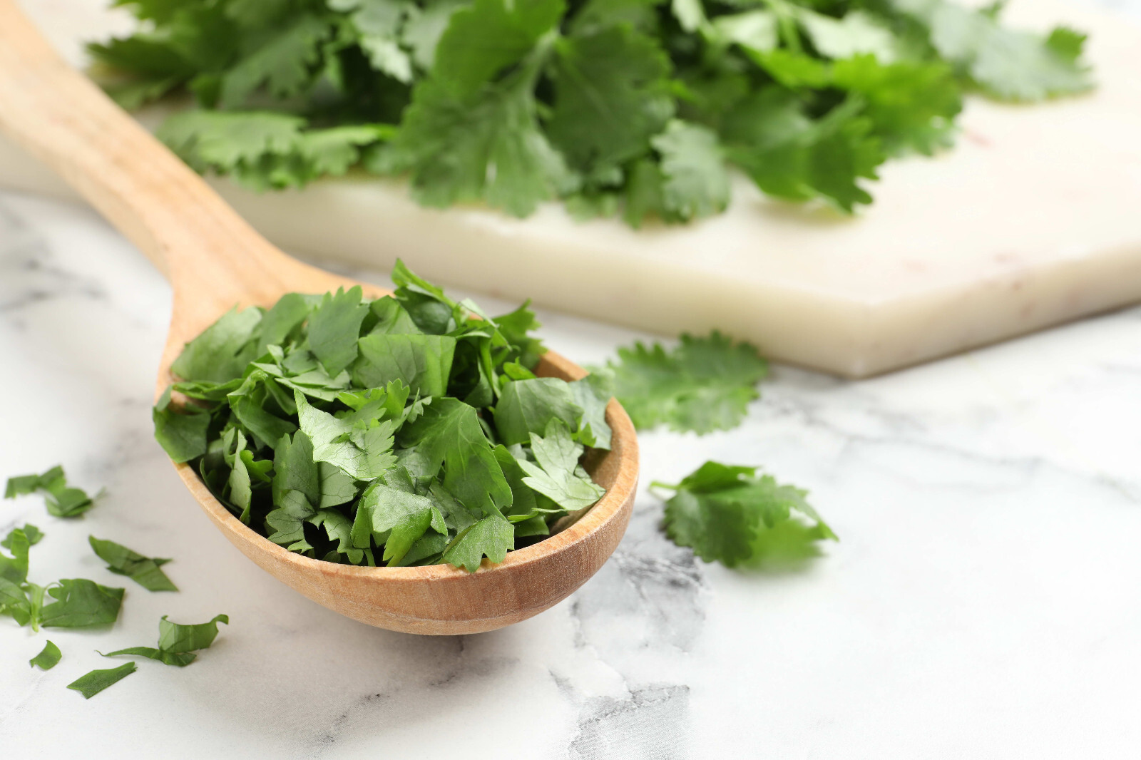 CILANTRO SEEDS, CORIANDER LEAVES, 香菜, 고수, RAU MÙI, NGÒ RÍ |NEW SEEDS|