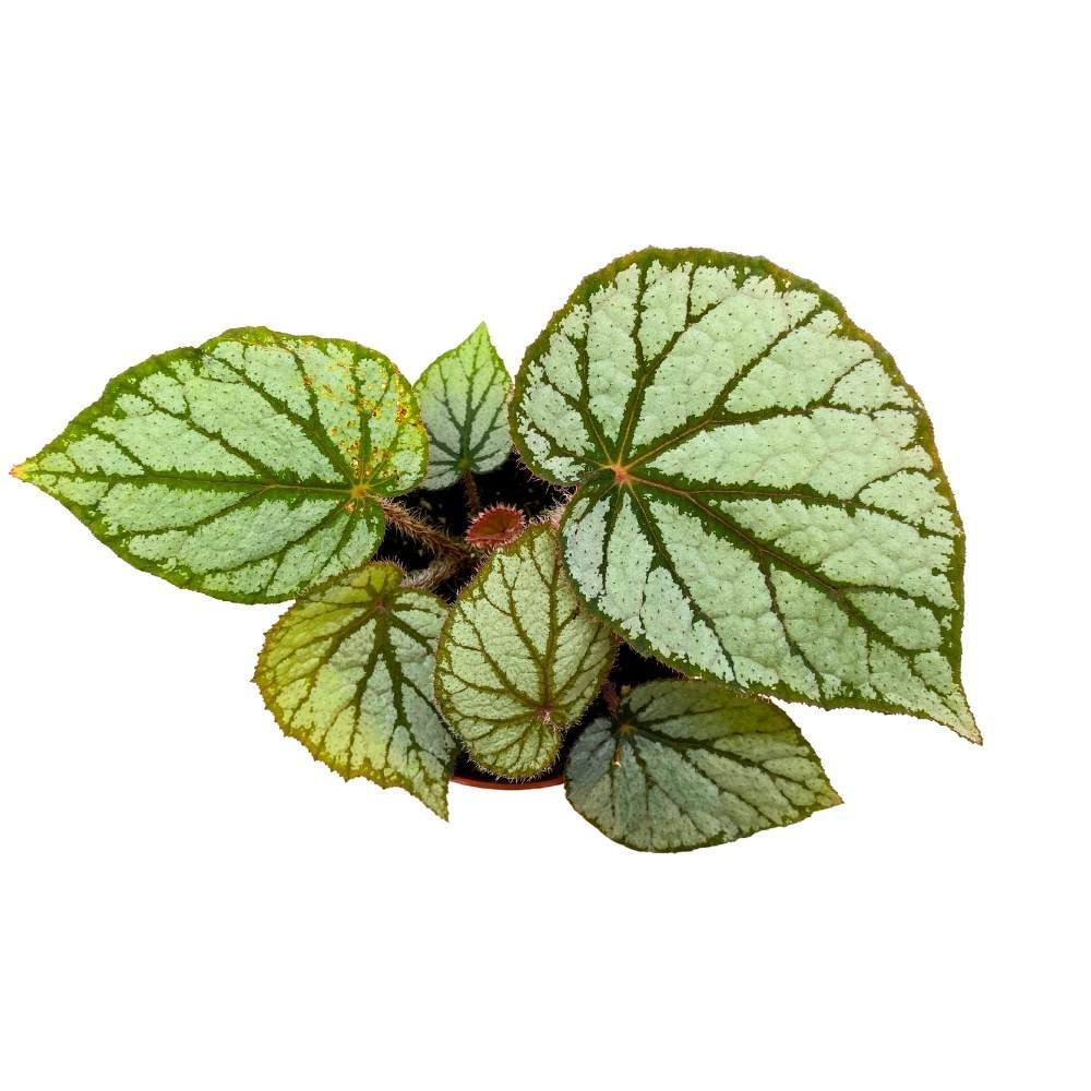 Begonia U400, 4 inch Rhizomatous Rhizo Light Gray Dark Green Veins