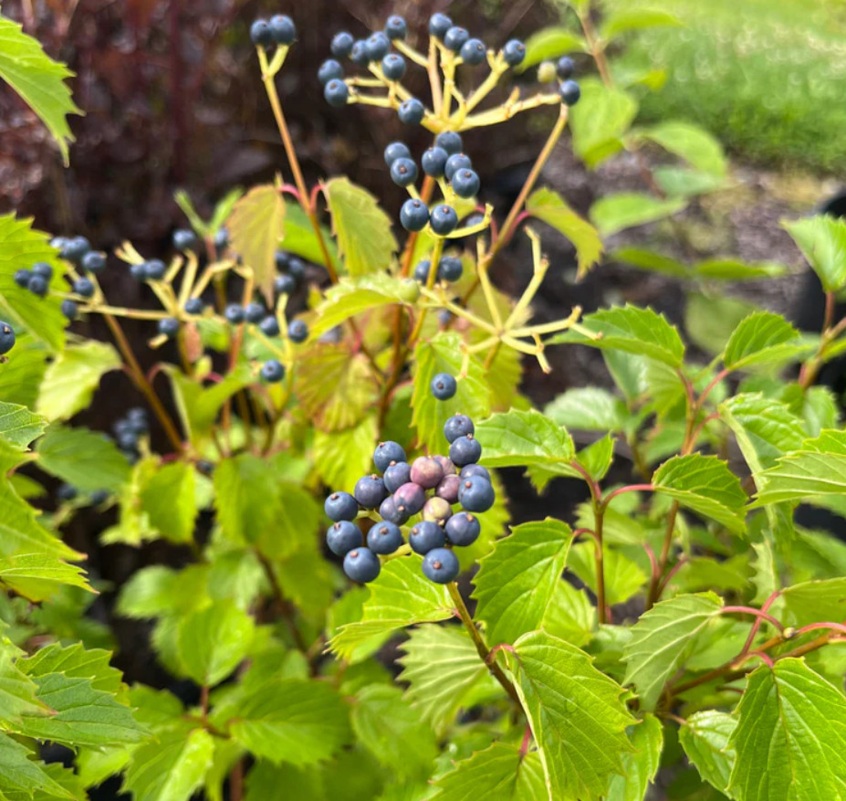 Chicago Lustre Viburnum Shrub – Live Plant in 2.5-Inch Pot (10–18″ Tall)