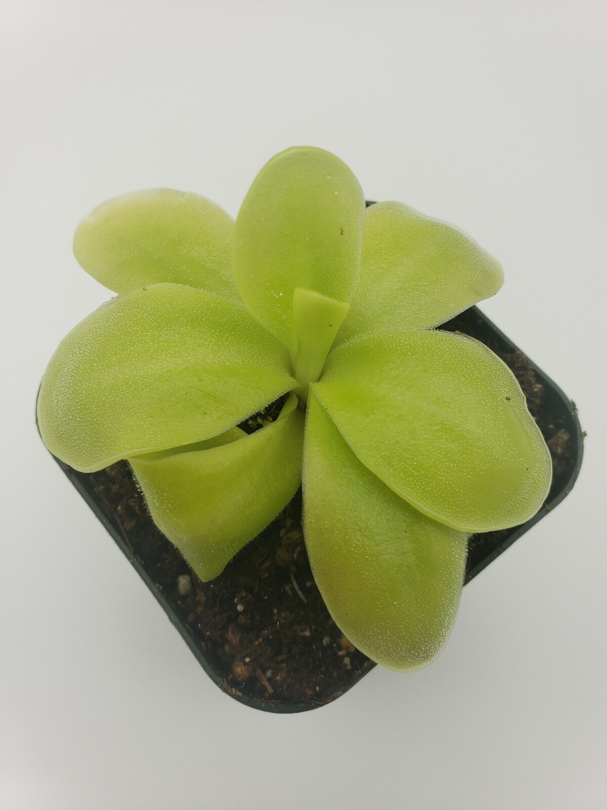 Pinguicula gigantea x ‘Huahuapan’ (Butterworts) carnivorous plant