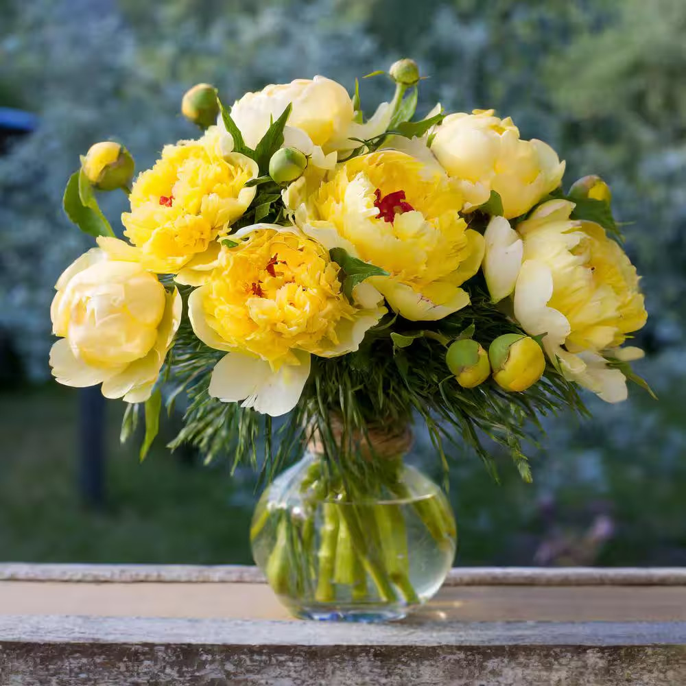 3/5 Eyes, Bartzella Itoh Peony Flower Bulbs, Bare Roots (Bag of 2)