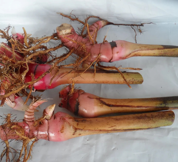 2 Red Torch Ginger Plants with Rhizomes Etlingera Elatio Ginger Lily Well Rooted