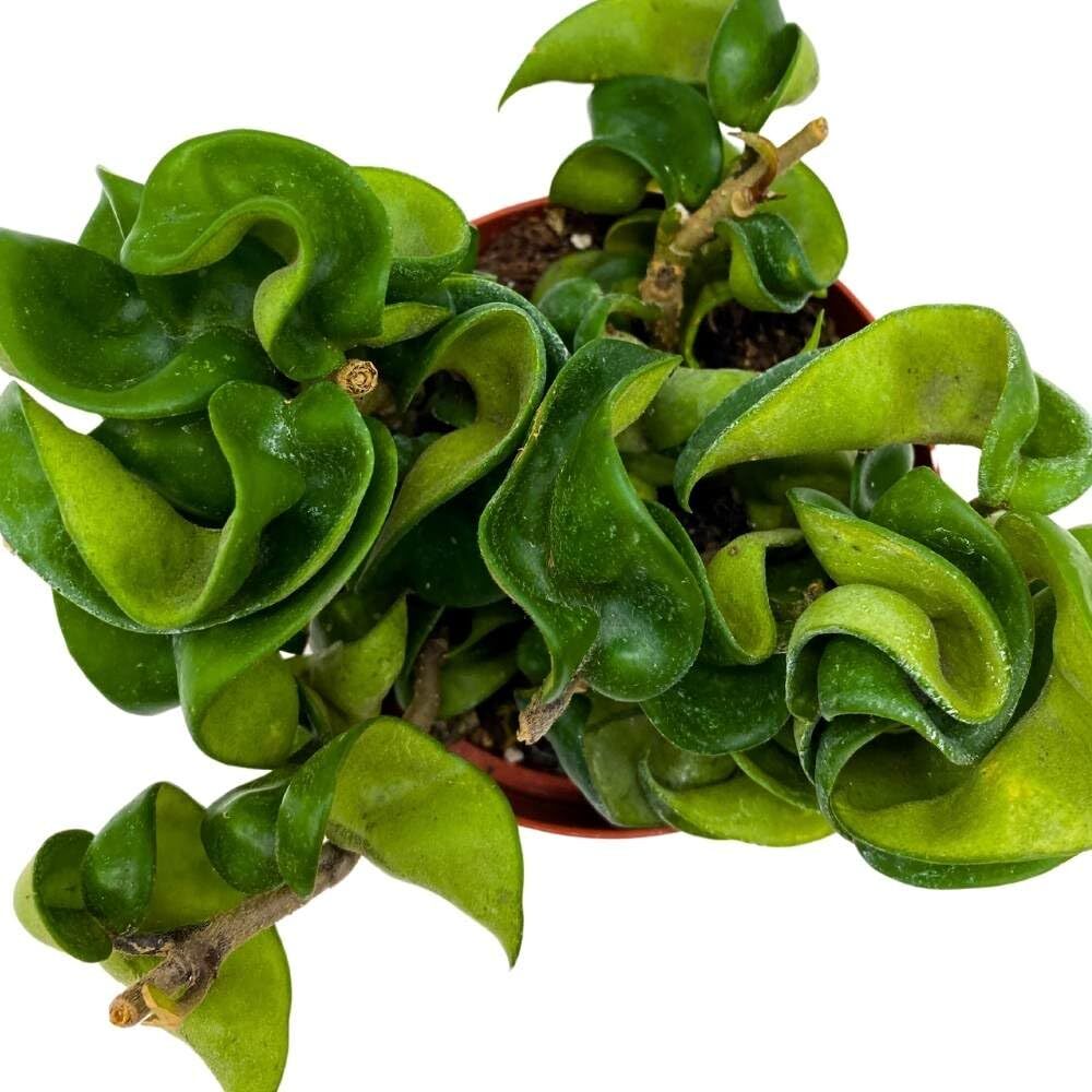 Hoya Hindu Rope, 4 inch Carnosa Compacta Krinkle Kurl Curly Wax Plant