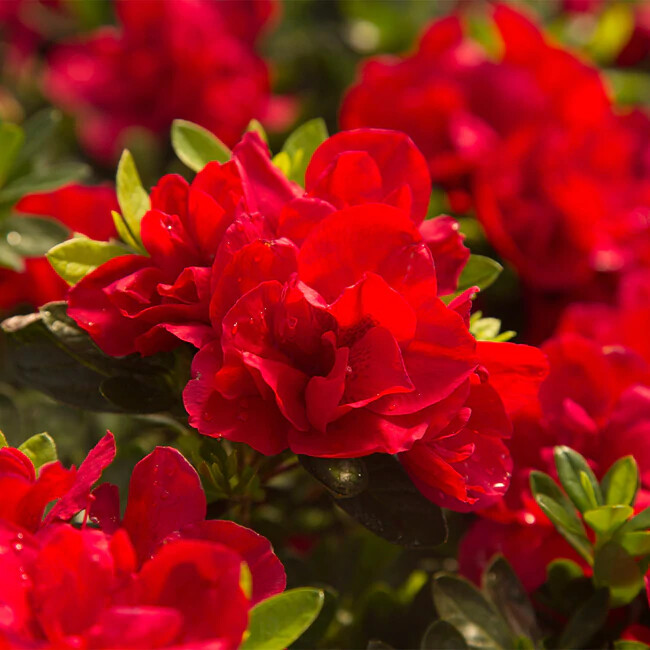 ~~ENCORE AUTUMN BONFIRE~~Azalea Deciduous Well Rooted Starter Plant~~BLOOD RED!