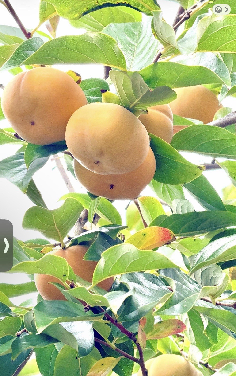 Jiro Persimmons 8-10 Inches 7 Cuttings For Propagation/rooting