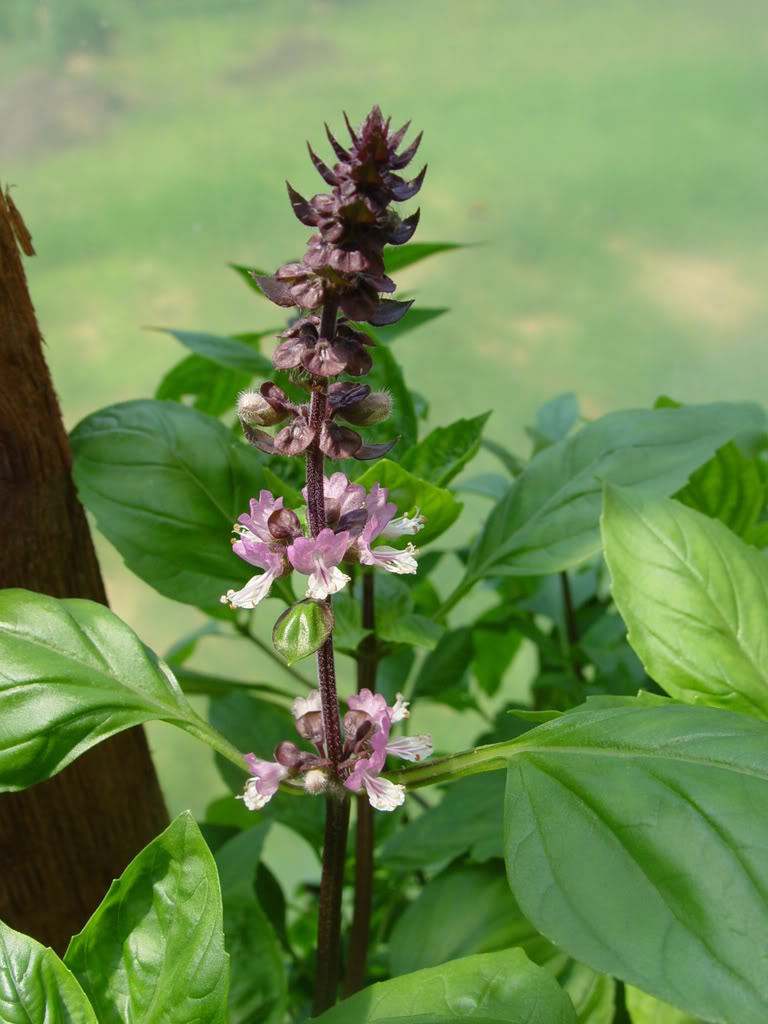 250 Green Tulsi HOLY BASIL Ocimum Sanctum Tenuiflorum Herb Flower Seeds *Flat SH