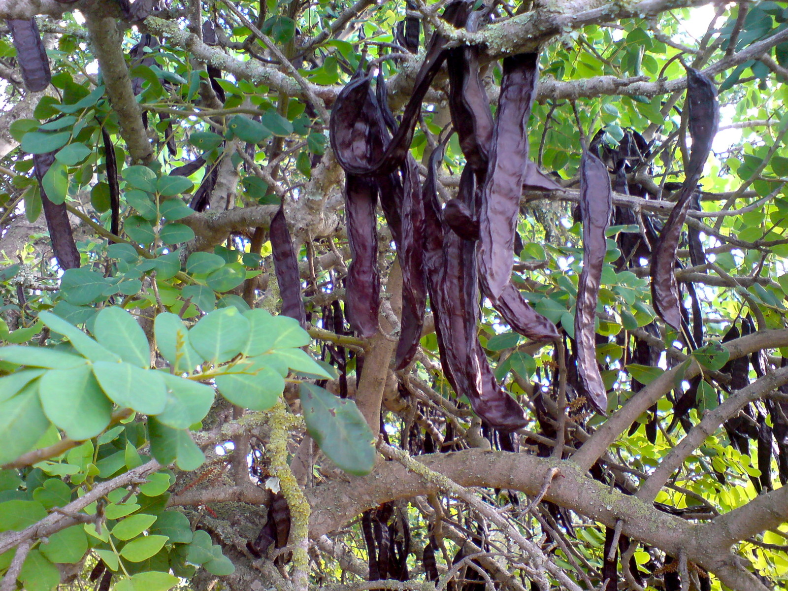 Carob Tree, Ceratonia siliqua, Tree Seeds