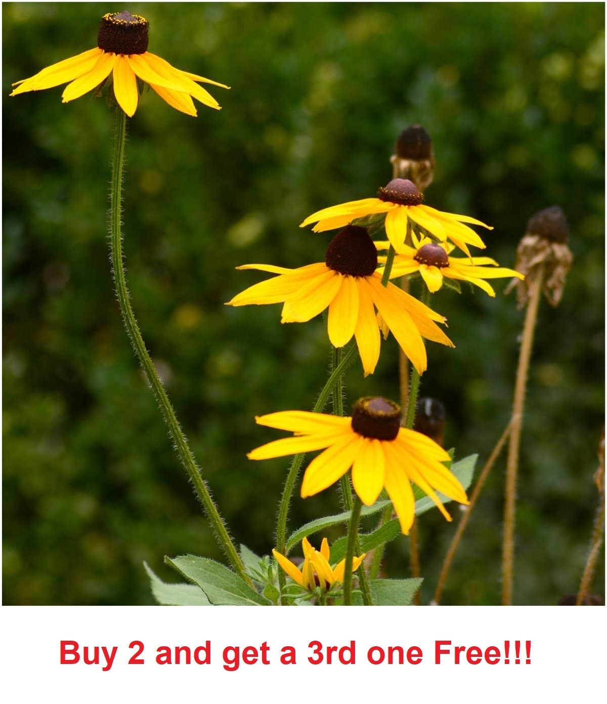 200 Non GMO Black Eyed Susan Seeds, Butterflies, Bees, Yellow Flowers