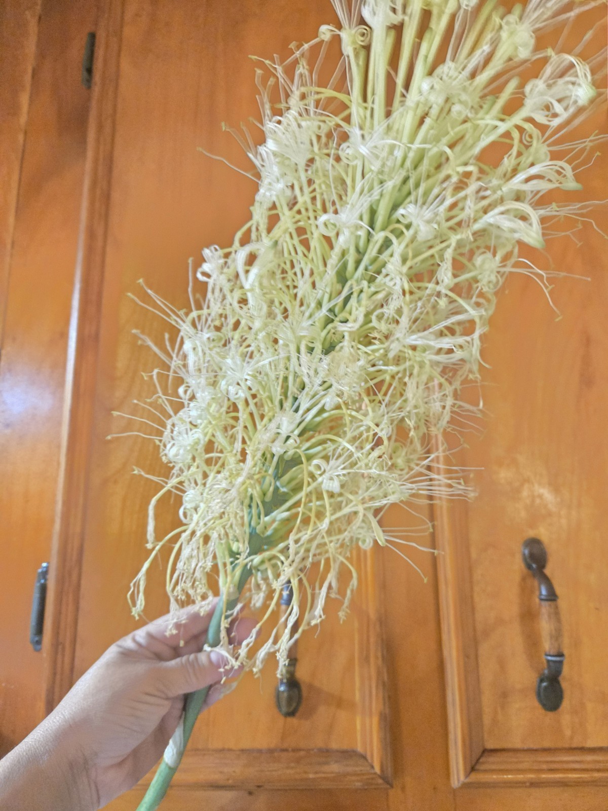 Jaboa live plant Giant Snake indoor outdoor Plant Sansevieria Flowering