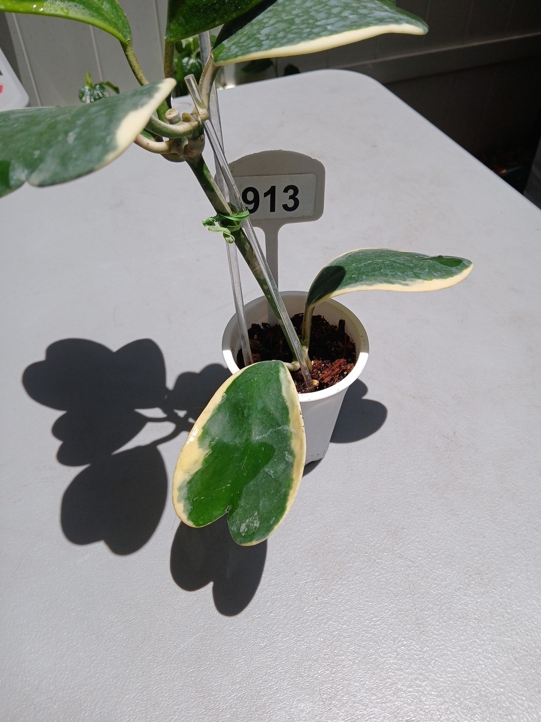 #913- HOYA KERRI VARIEGATED LIVE PLANT, LARGE LEAF, LARGE PLANT,