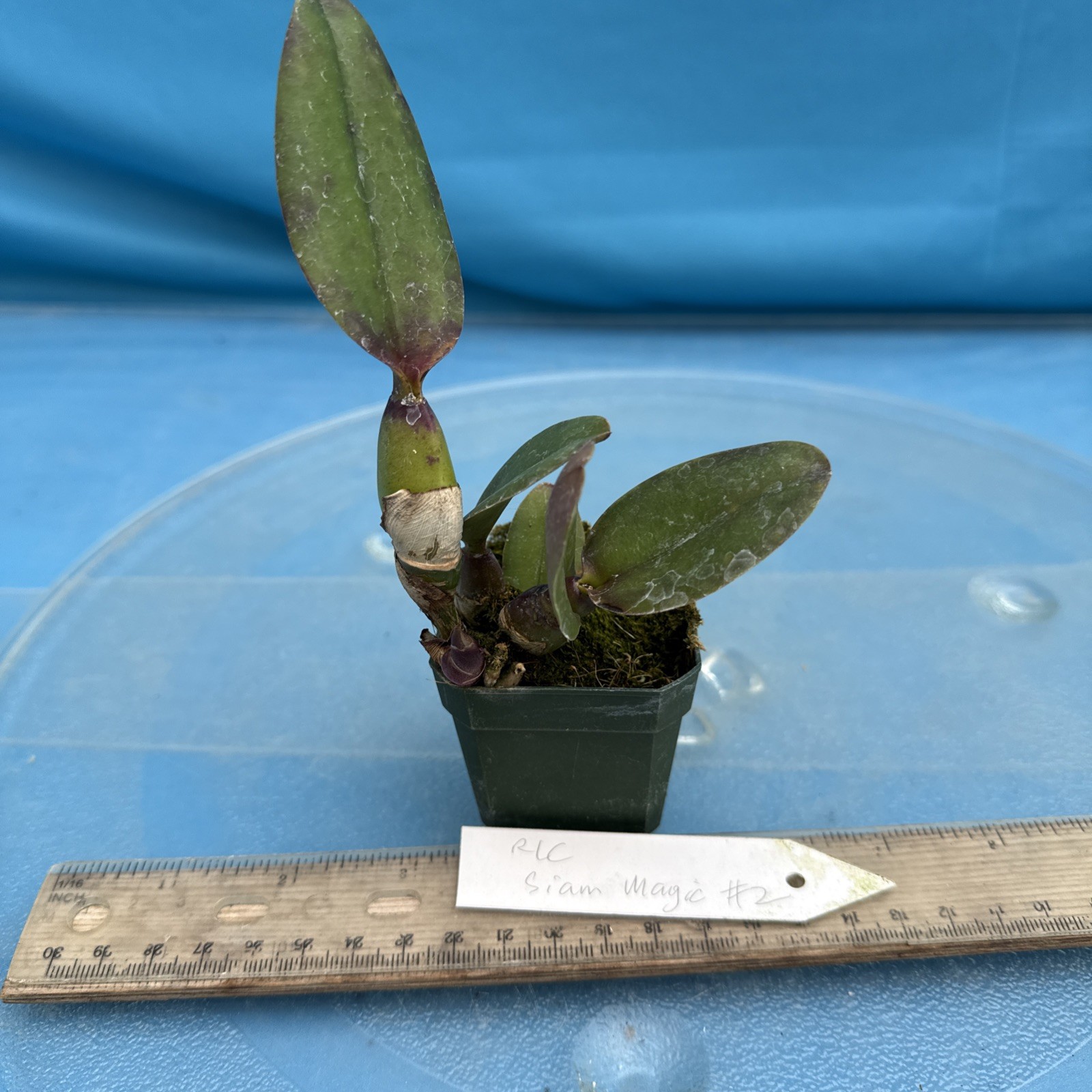 Rlc Siam Magic #2 Red Pink Yellow Orange New Growth Orchid Hybrid 2” Pot