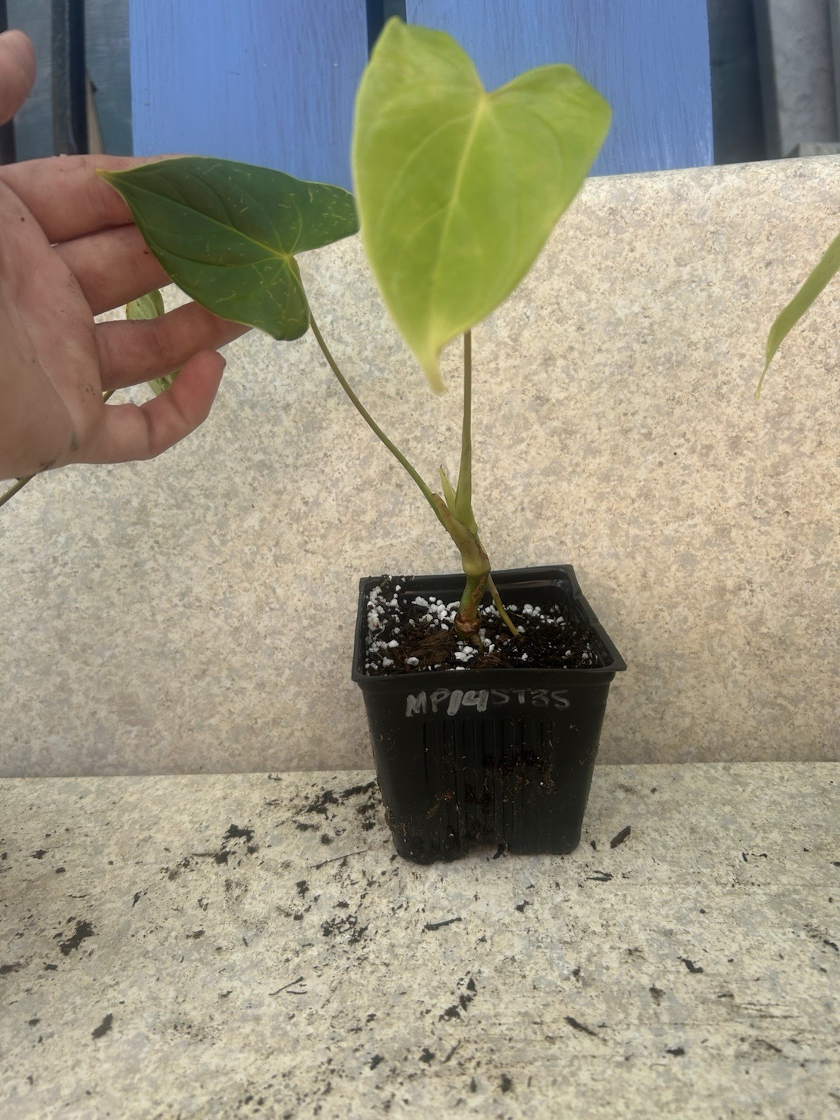 Anthurium Tropical Potted Seedling Green Broadleaf Indoor Medium Sun Houseplant