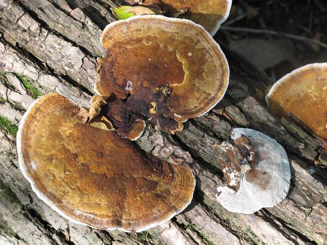 Blushing Bracket (Daedaleopsis Confragosa) Mushroom Liquid Culture