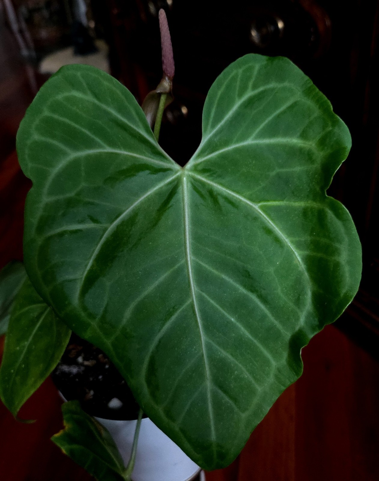Rare Anthurium Clarinervium Dappled Pink Vein 17″ Tall Not Philodendron Aroid