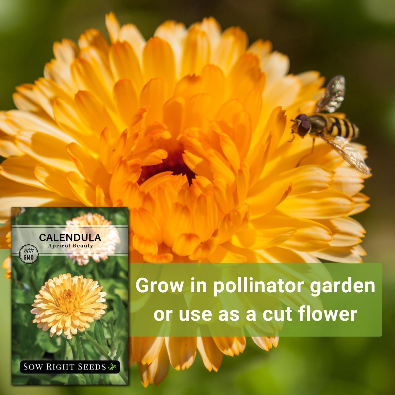Sow Right Seeds – Apricot Beauty Calendula for Planting – 1, orange