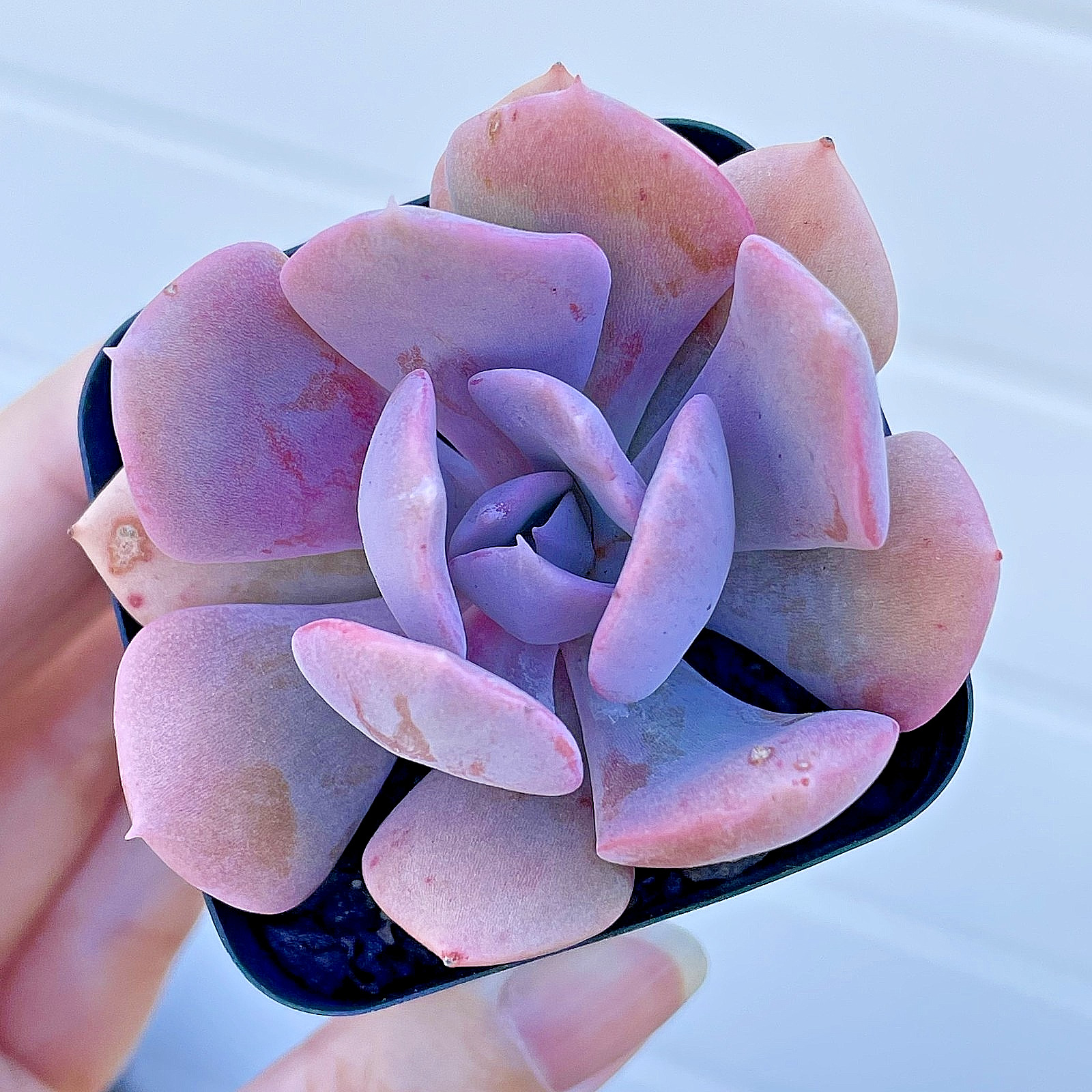Echeveria Misty Lilac Fully Rooted Rare Succulent Live Plant Decor Gift 1-2 Inch