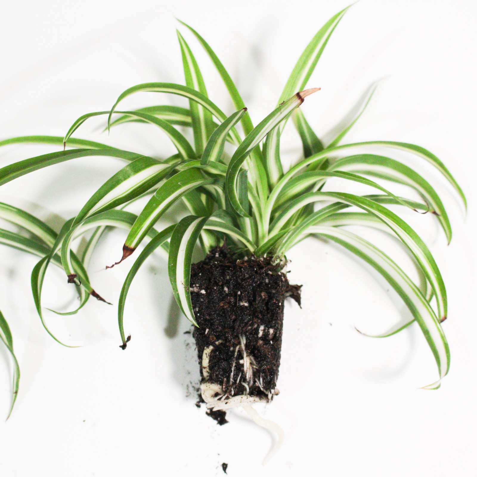 Fully ROOTED Curly Bonnie Spider Plant Cutting: Easy-Grow, ready to repot