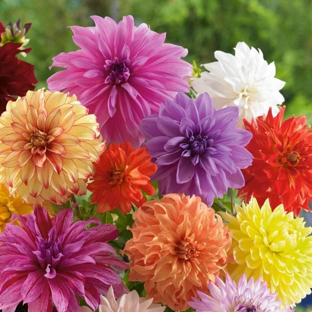 Delightful Dahlia Flower Bulb Mix – Huge Exotic Showy Blooms – Assorted Colors