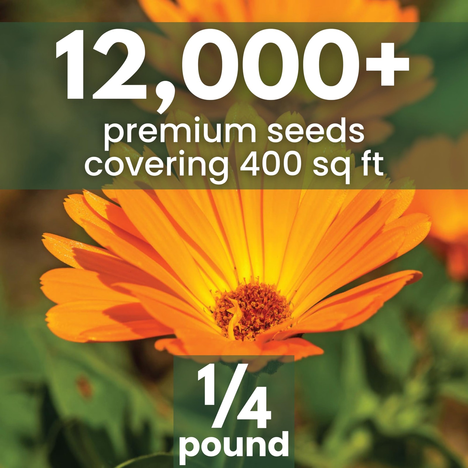 Bulk Calendula Seeds 12,000 Flower Seeds for Planting 1/4 Pound Pouch