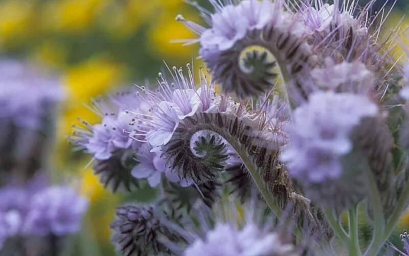 20+ lacy phacelia, PURPLE TANSY flower seeds, USA Seller