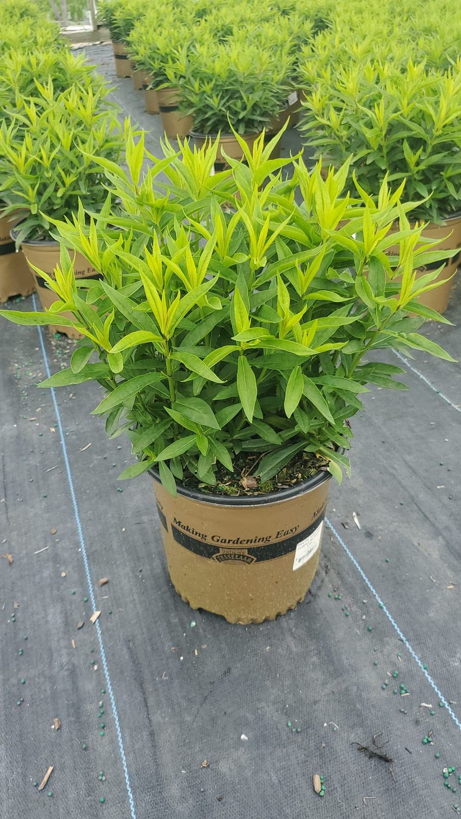 Live Plant From Green Promise Farms – Eye Garden Perennial