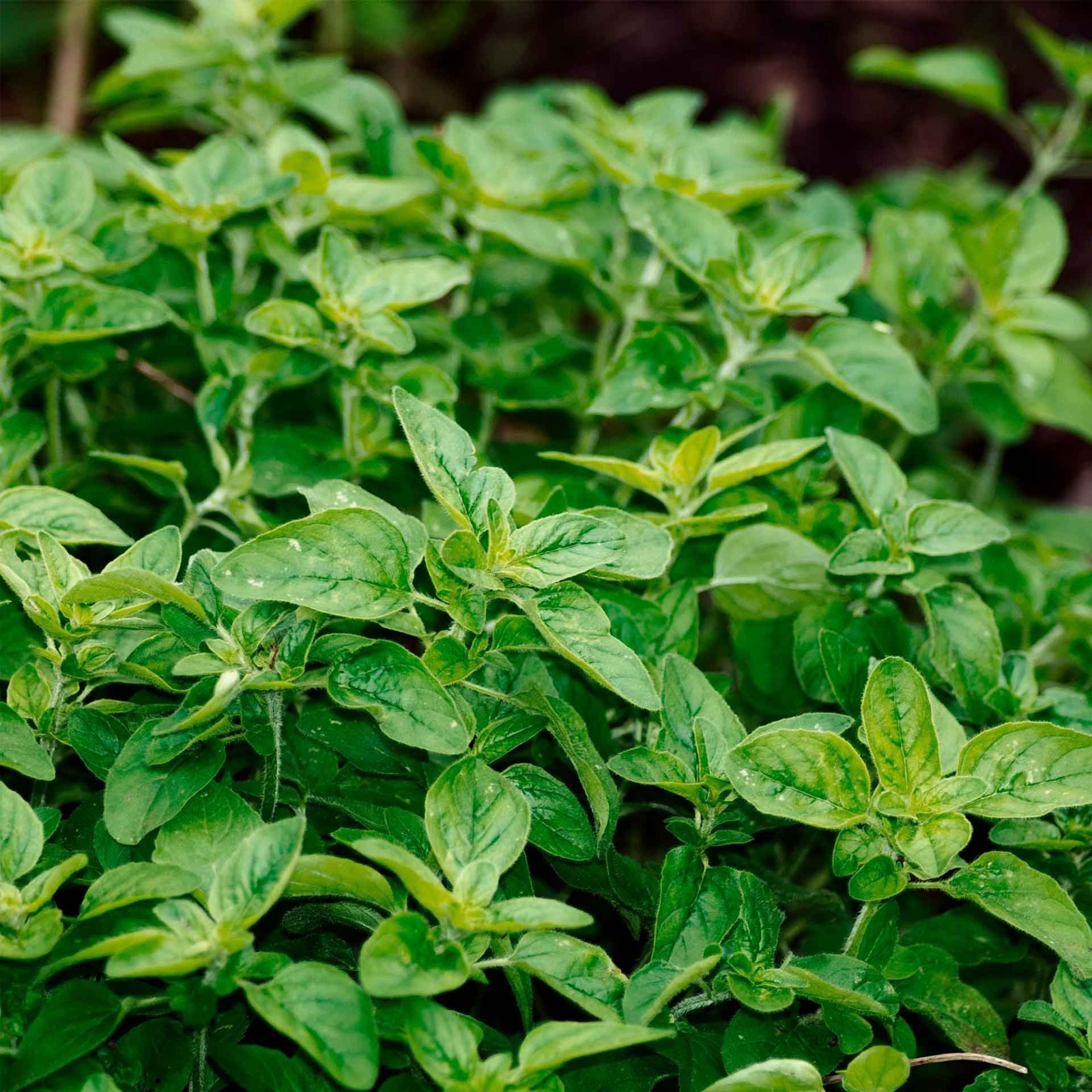 Common Oregano (Origanum vulgare) in 3.5″ Nursery Cubes, Aromatic Edible Herbs