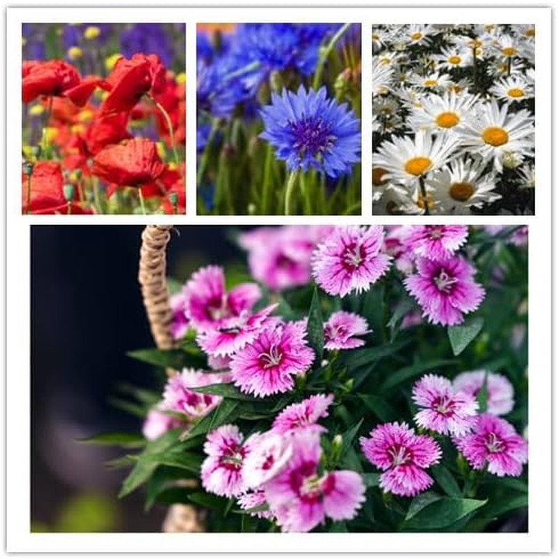 Wildflower Seeds, Perennial Annual Wild Flower Seeds Mixed for Planting (2 Ounce