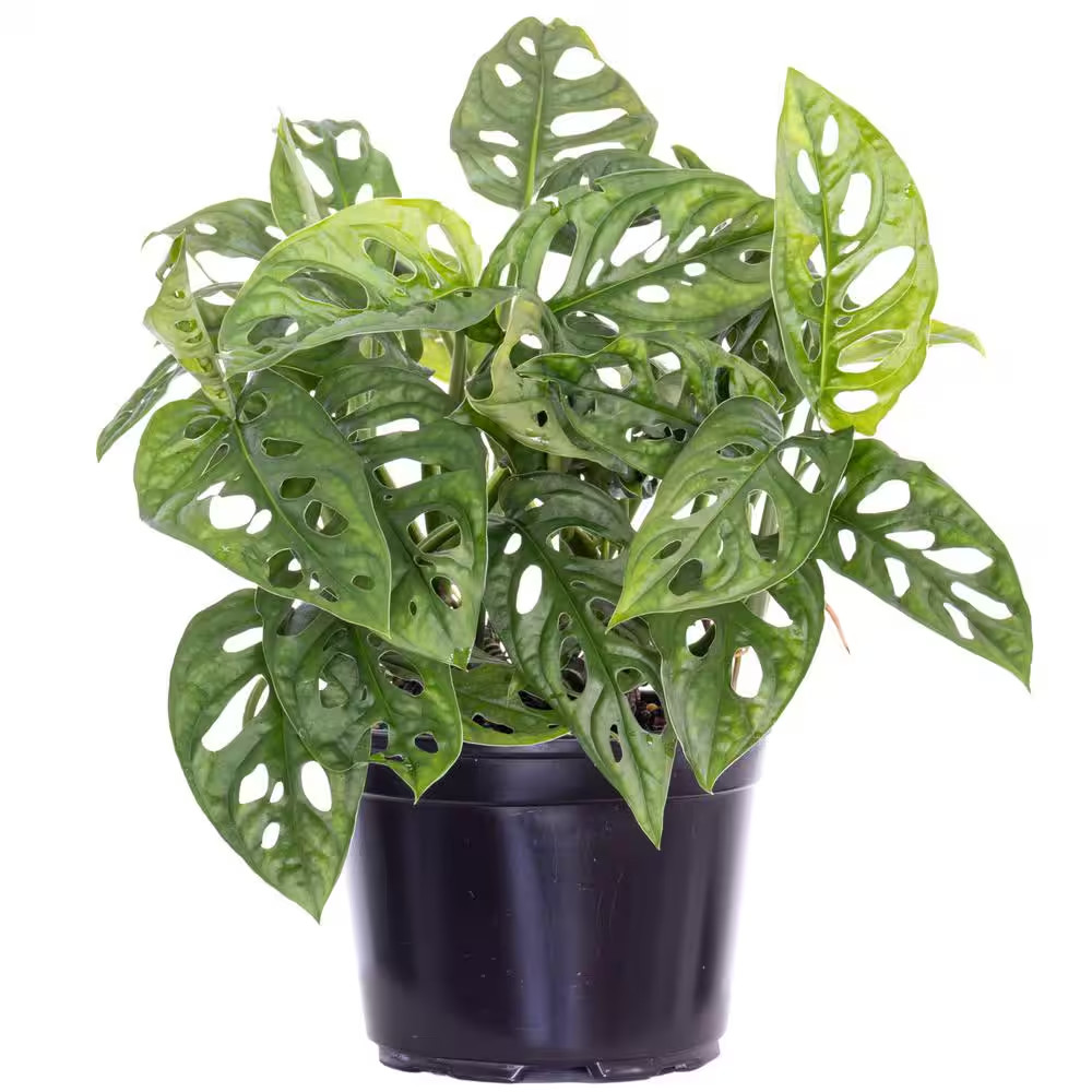 Monstera Adansonii Swiss Cheese Vine Live Plant in 6 Inch Grower Pot