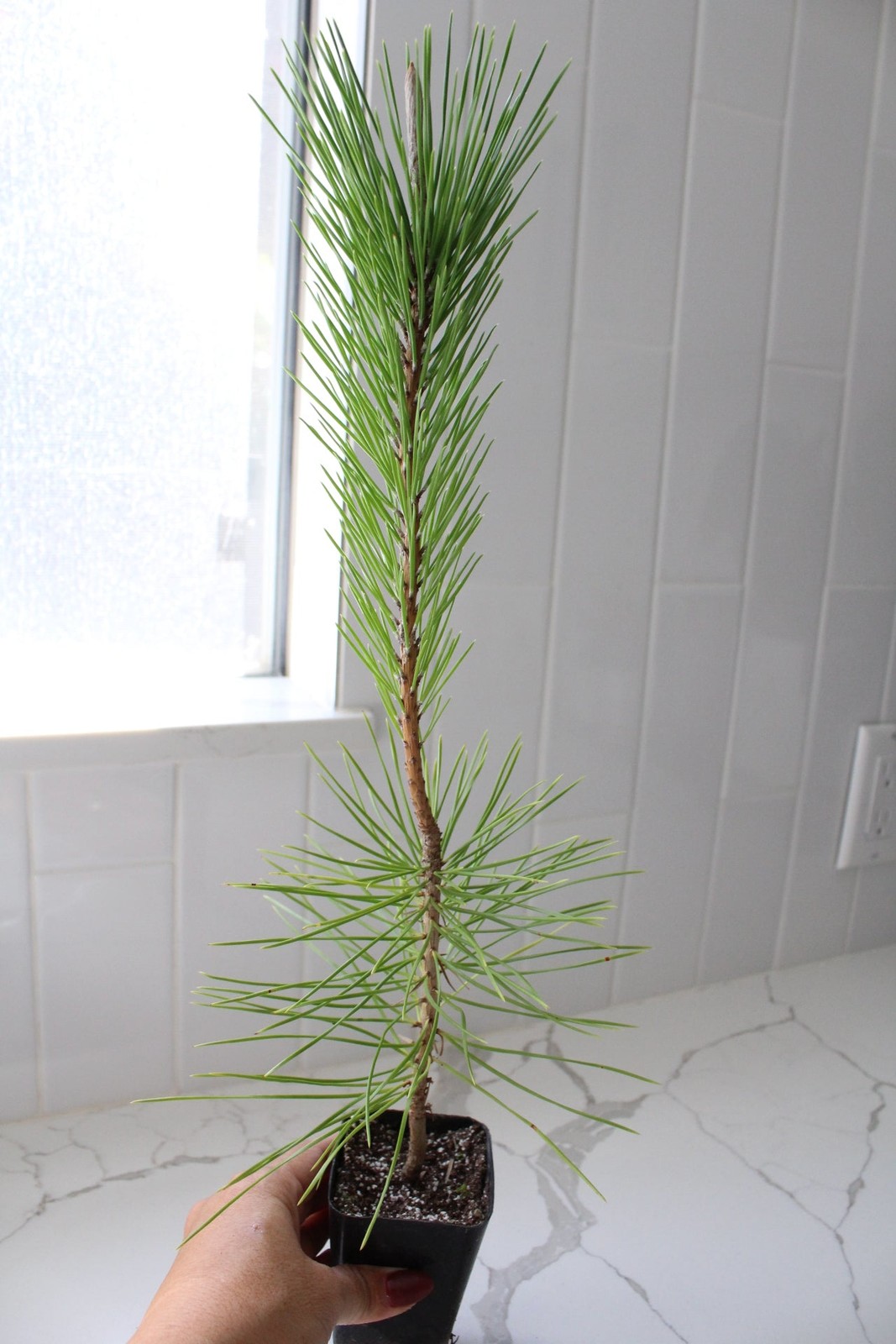 Japanese Black Pine Bonsai, 2 Inch Pot, Live Tree Starter, Beginner Friendly