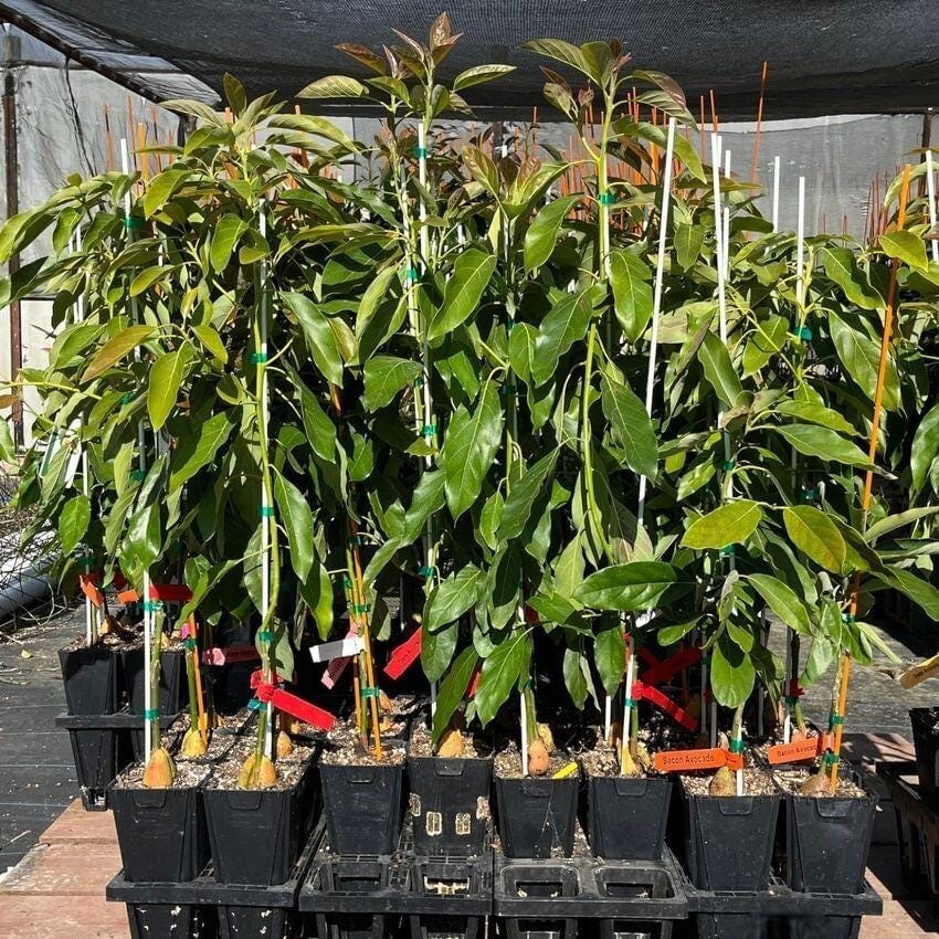 Avocado ‘Pinkerton’ grafted plant, Primo Size 18”-36” tall, “A” type