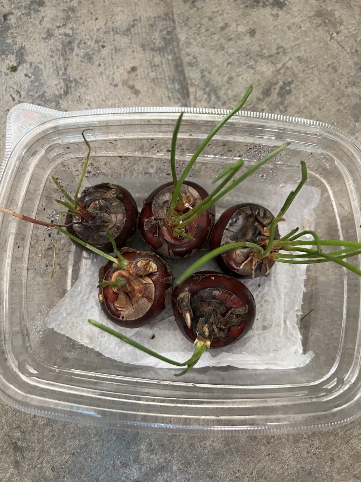 5pcs Sprouted Water Chestnut Bulbs Eleocharis Dulcis Ready to Plant