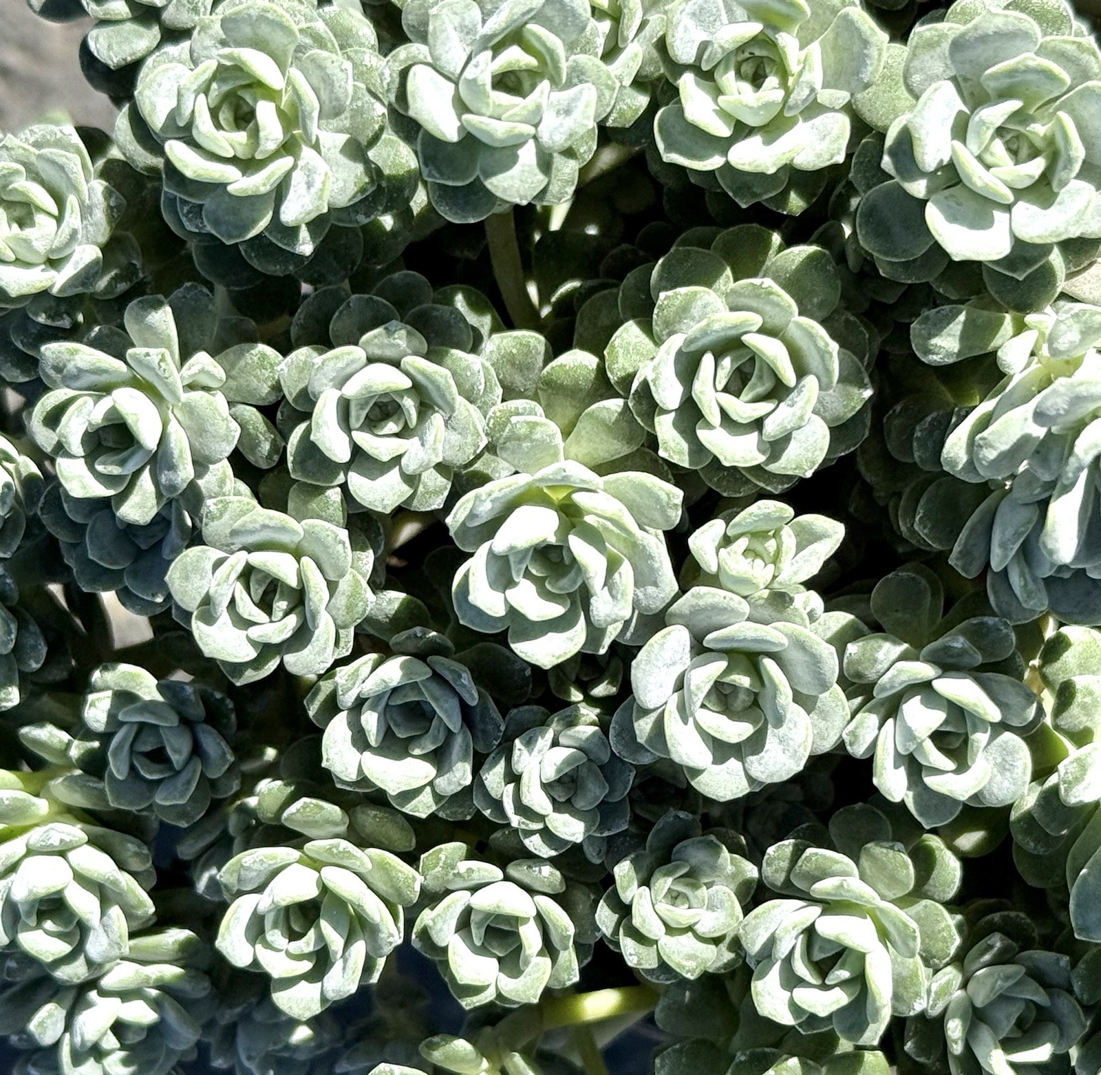 4” Sedum spathulifolium Cape Blanco Stonecrop Plant – Mini Rosette Ground Cover