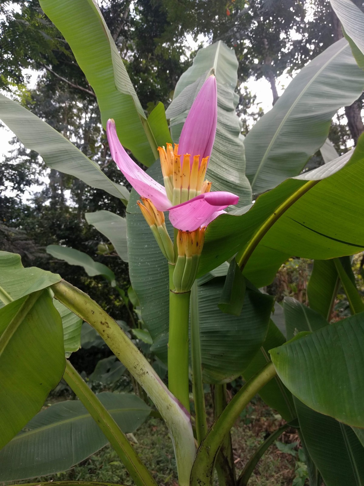 Musa Ornata Lavender banana live Rhizome tropical plant exotic