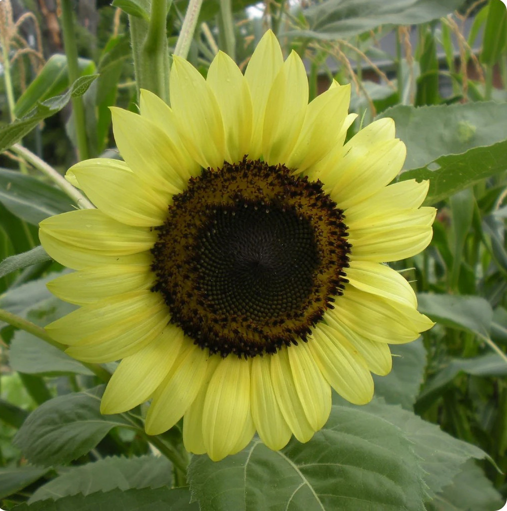 25+ LEMON QUEEN SEEDS – LARGE – BEAUTIFUL – COLORFUL – Fresh ————– RARE