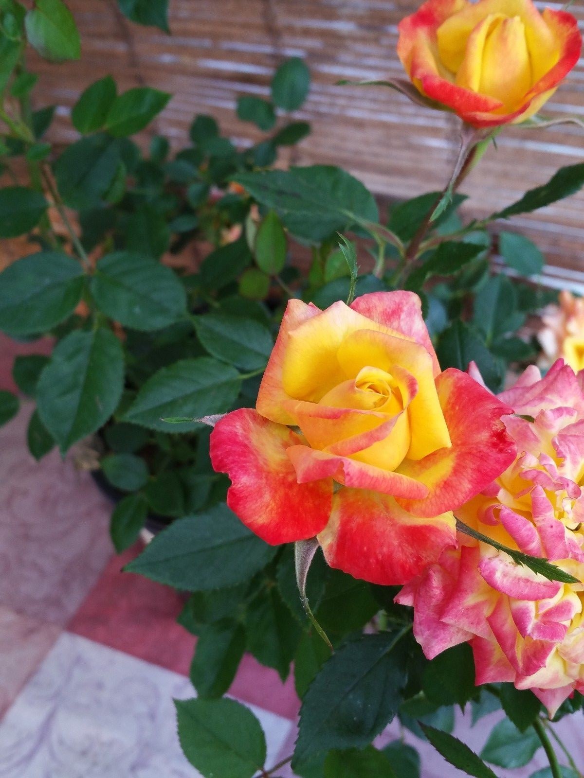 Miniature Rose Live Plants