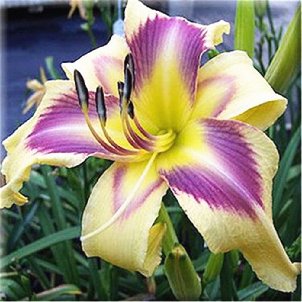 20 SEEDS for Purple/Yellow LILY RARE flower Bloom exotic garden plant USA Seller