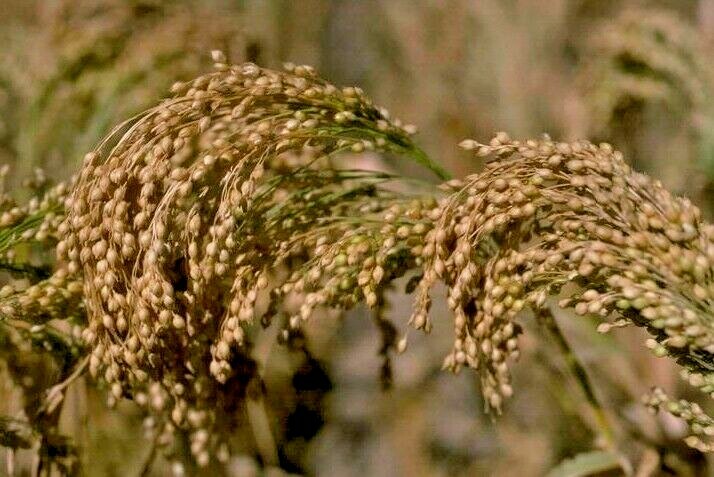 100+BROOM CORN Seeds Heirloom Sorghum Vegetable Grain Multi Color Crafts Easy