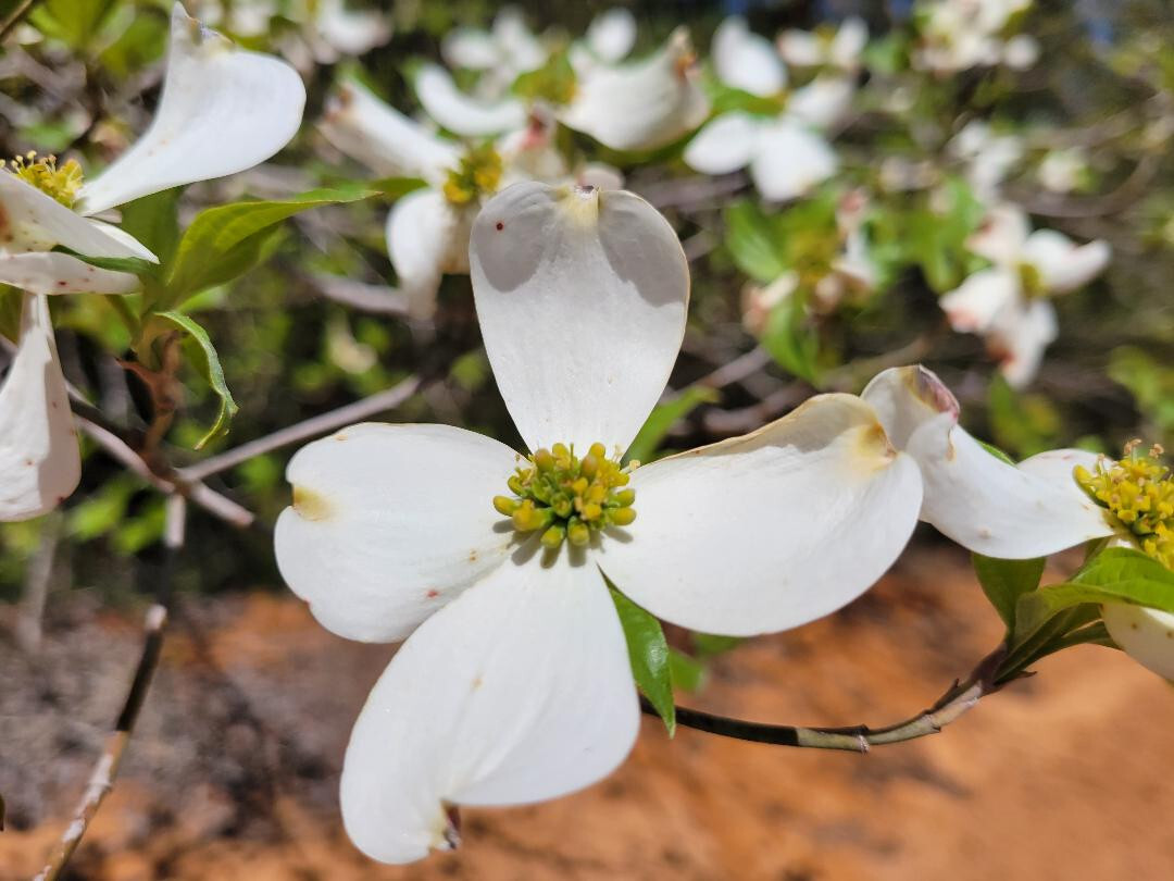 Florida Dogwood | 5 Seeds | Cornus florida | Native Tree | Gulf Coast Eco-type