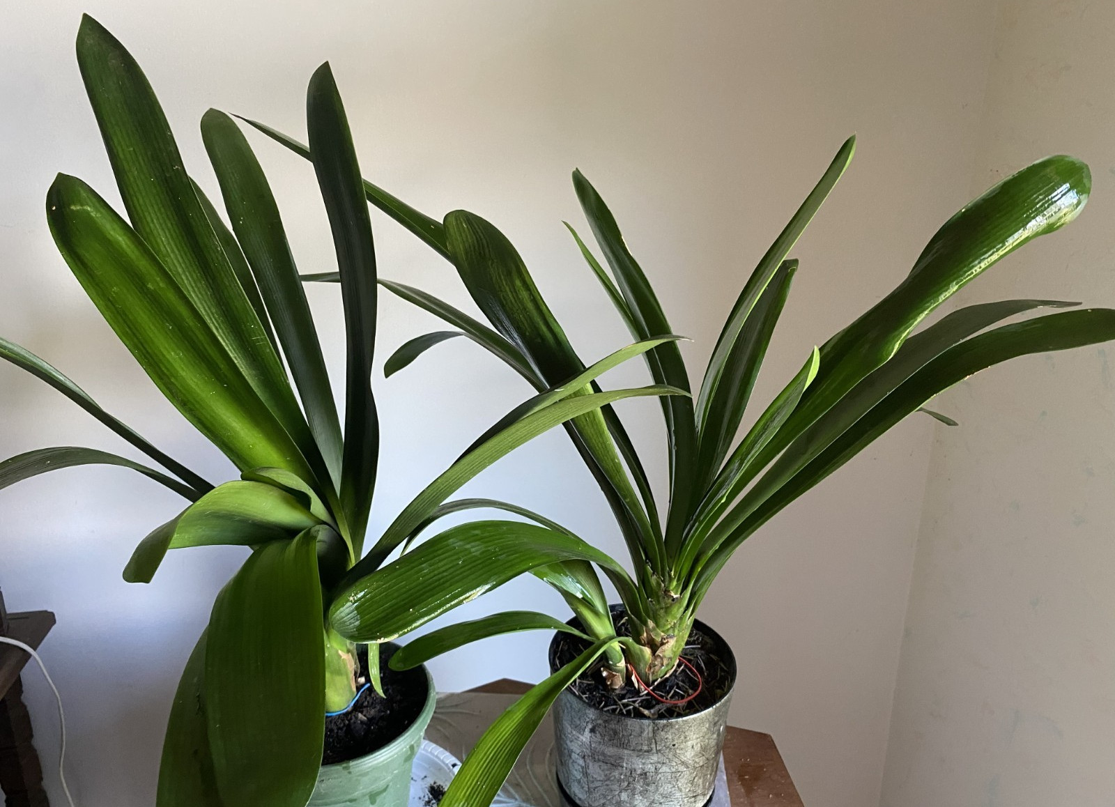 Clivia Plants – Lot of 2 20 inch plants ~ orange flowering