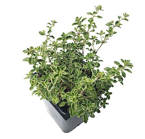 Smoke Camp Crafts Golden Variegated Lemon Thyme Plant (Thymus x citriodorus