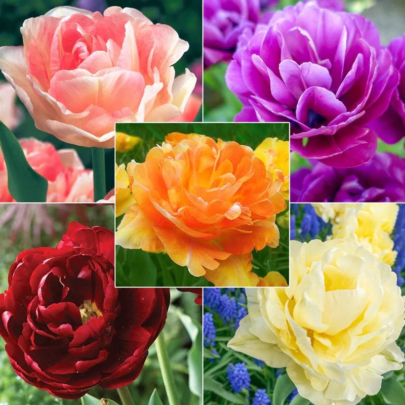 20Pcs Rare Mixed Color Peony Seeds Paeonia Perennial Double Bloom Garden Flower