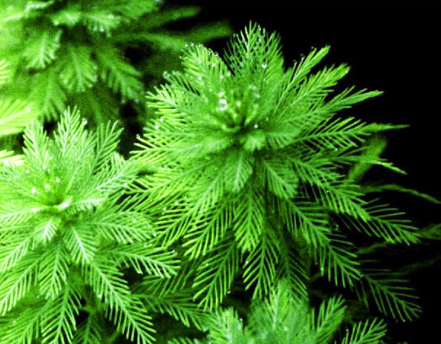 50 PARROTS FEATHER FIFTY PLANTS POND WATER GARDEN BIOFILTER ORGANICALLY GROWN