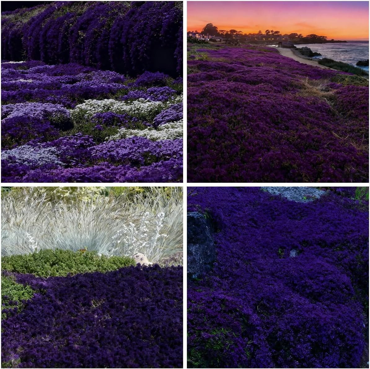 20000 Purple Creeping Thyme Seeds for Planting Outdoor,Creeping Phlox Ground Cov