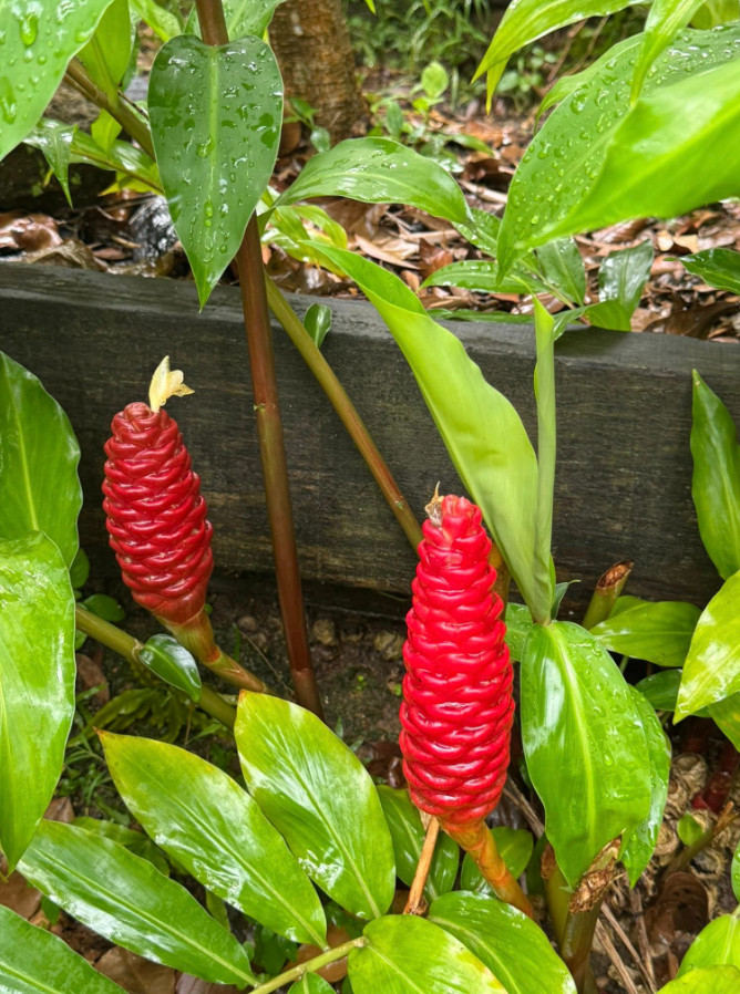 2 Live Shampoo Ginger Plant (Zingiber zerumbet) – 4–6″ Tall – Ships No Pot