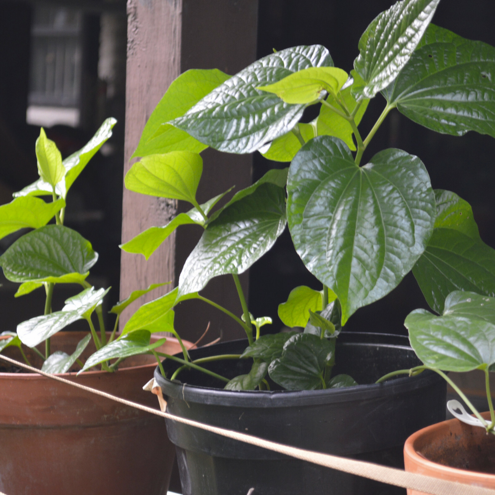 3x Plants 6″ to 8″ ROOT NATURAL BETEL LEAVES LOLOT TEXAS Lá lốt Piper