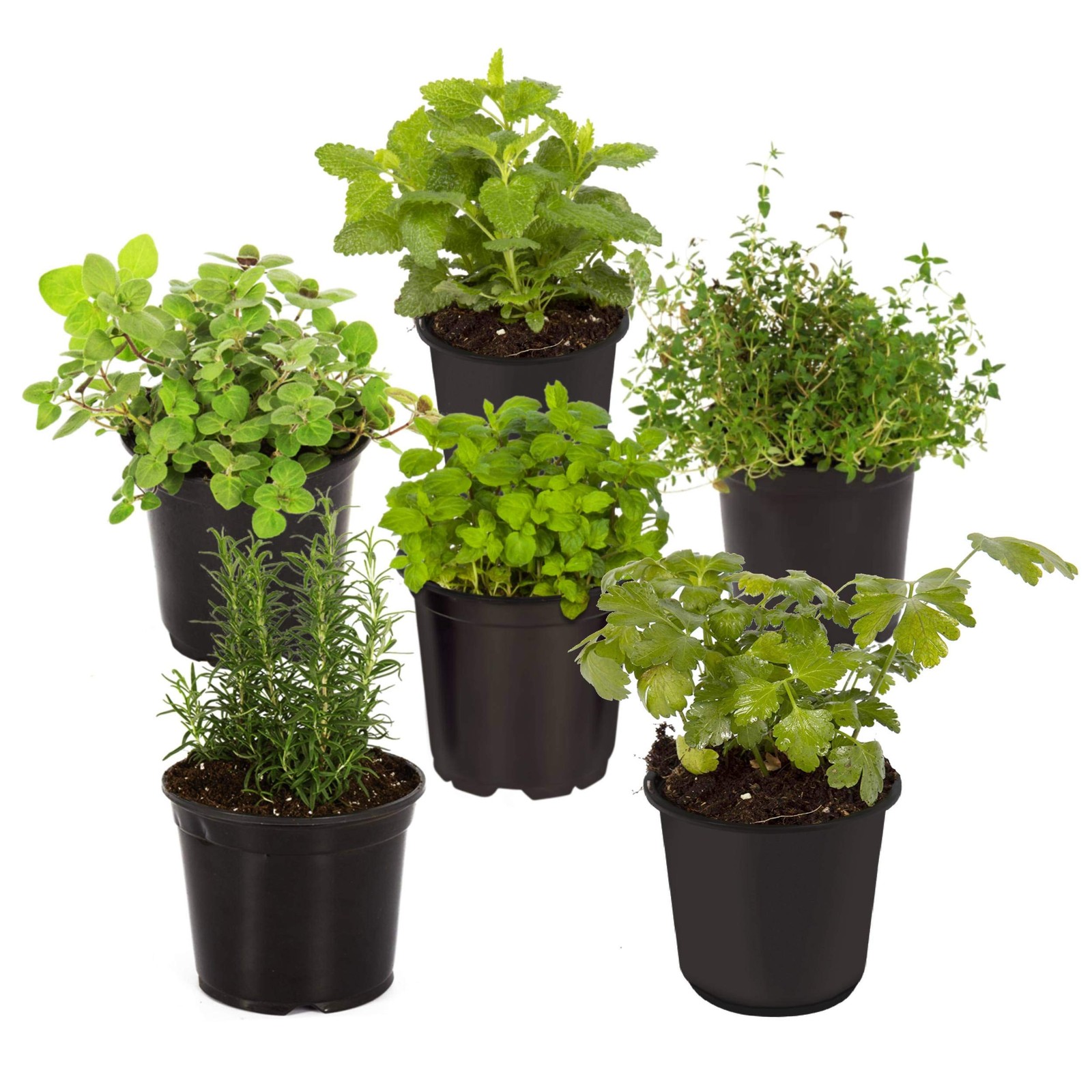 Live Aromatic and Edible Herb Assortment Rosemary, Eucalyptus, Mint, Lemon Ba…