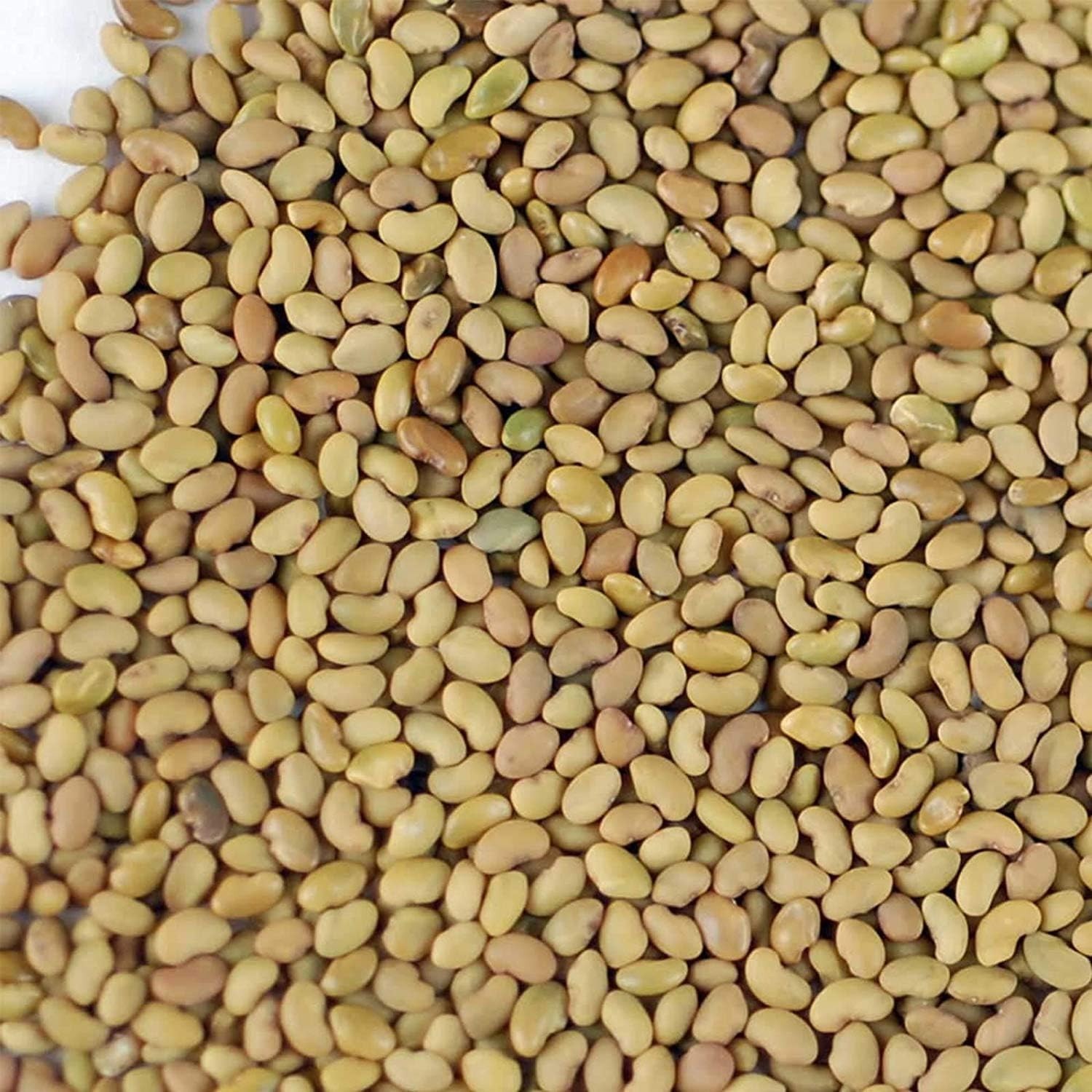High Germination Organic Alfalfa Seeds – 2.5 lbs