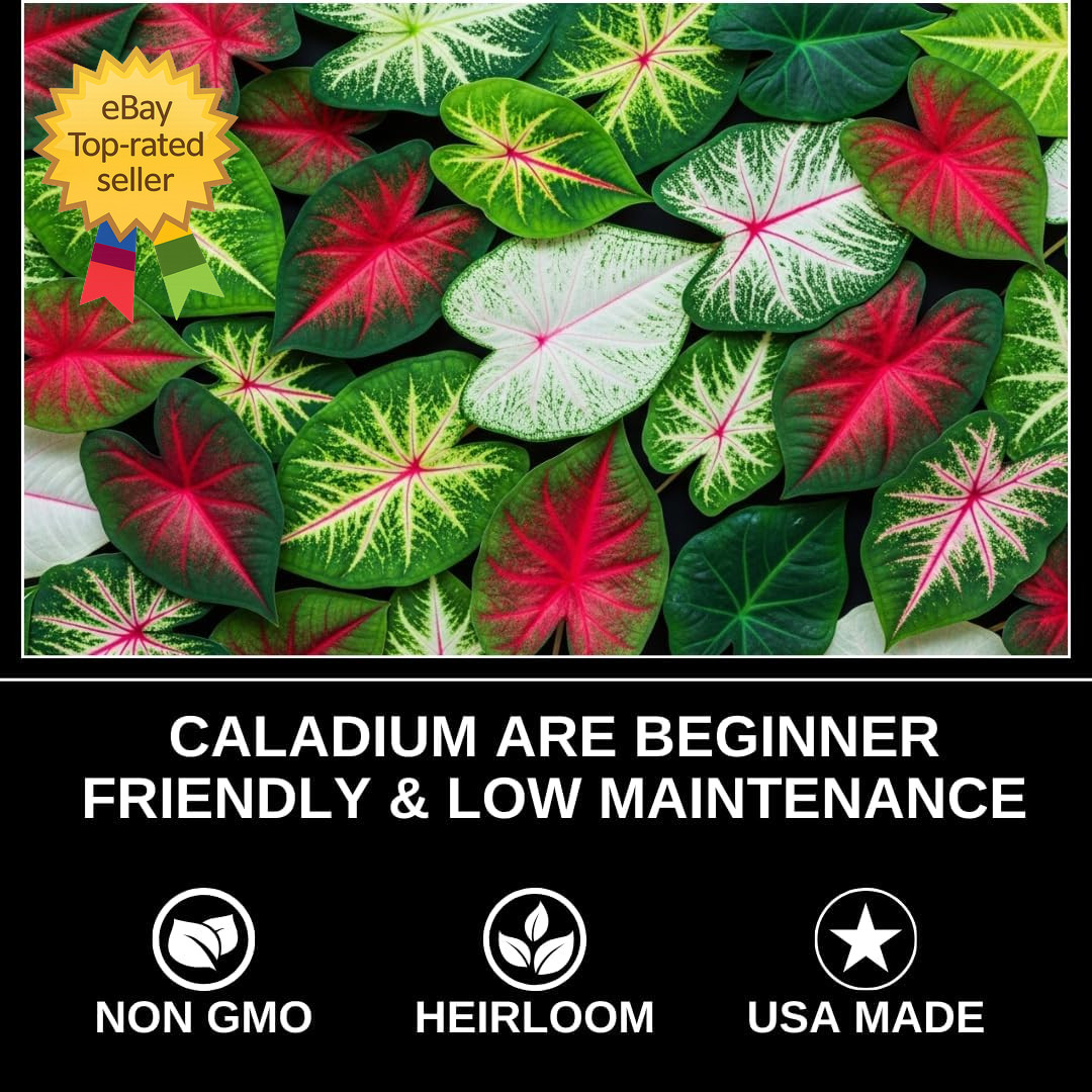 Desert Sunset Caladium Bulbs 4 Pack Sun Tolerant Pink Copper Vein Tropical Plant