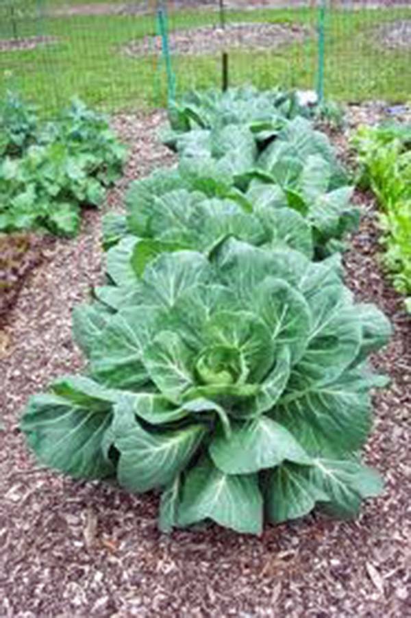 COLLARD GREENS SEED, VATES, HEIRLOOM, NON GMO,1000 SEEDS, COLLARD GREEN