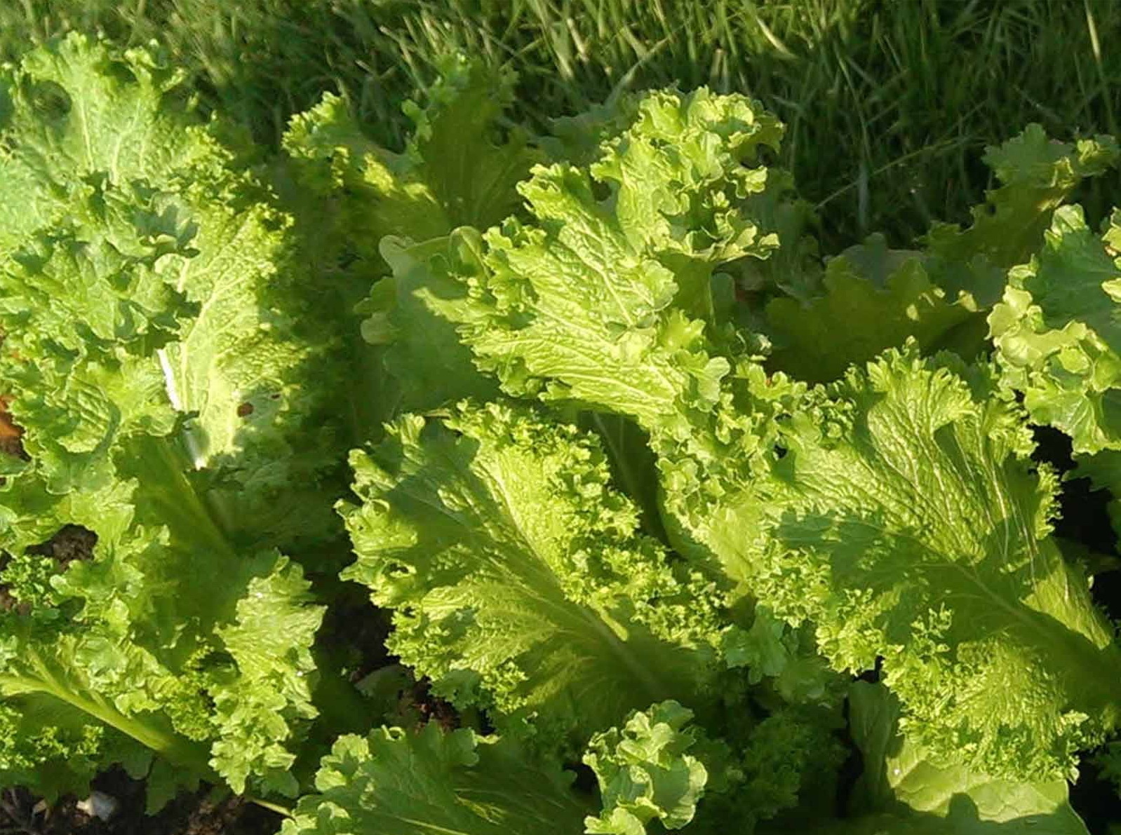 2000 Southern Giant Curled Mustard Greens Seeds Heirloom